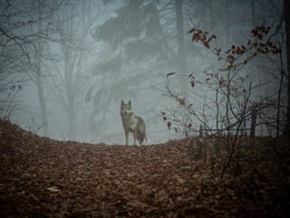 Vychovali ho vlky, ľudia