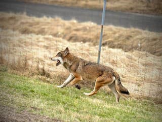 Nezvyčajná situácia na diaľnici: