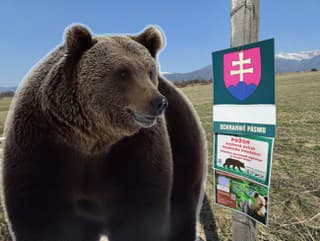 Zimný spánok skončil! Medvede