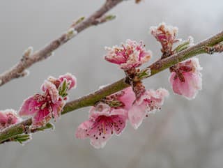 Máte už zakvitnuté marhule