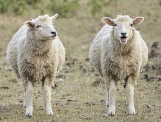 Bizarný prípad pred sviatkami: