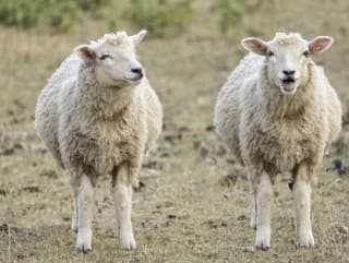 Bizarný prípad pred sviatkami: