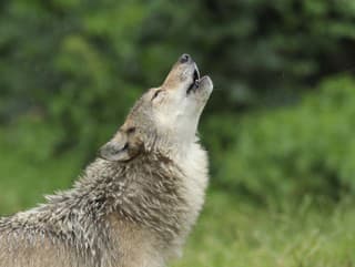 Nezvyčajné stretnutie: Ženu v