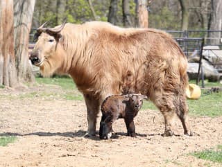 Tento pohľad vás dojme: