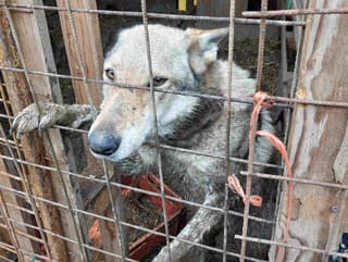 V blate, vychudnuté a