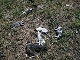 Enviropolícia sa zaoberá prípadom