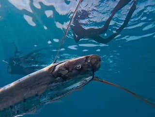 Potápač zachytili rybu konca