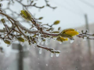 Mrazy udrú aj túto