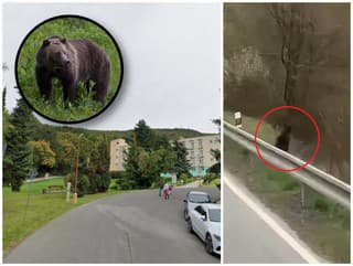 VAROVANIA pred medveďmi: Šelma