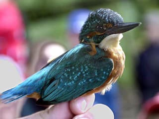 KVÍZ z ríše zvierat: