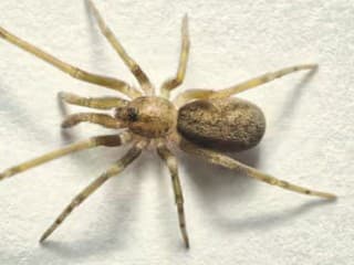 Pikelinia floydmuraria