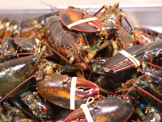 Varenie homárov zaživa je