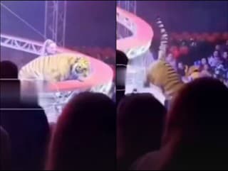 Tiger vyskočil do publika.