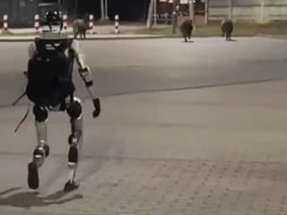 Humanoid naháňal diviaky!