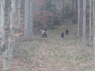 Začína ruja, buďte obozretní: