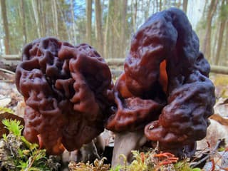 Vyzerajú lákavo, no môžu