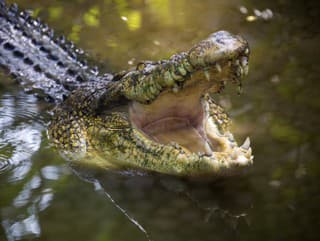 Otvoril dvere a takmer