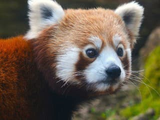 Veľké sťahovanie v Bojniciach: