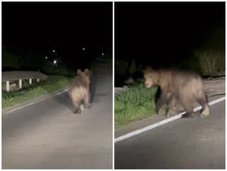 VAROVANIA pred medveďmi: VIDEO