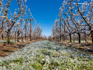 Mrazivé noci neustávajú: Na