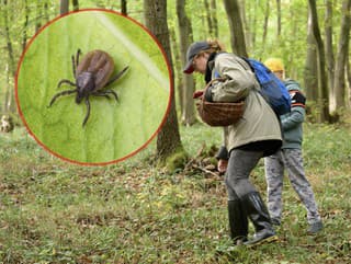 Aktivita kliešťov prudko stúpa: