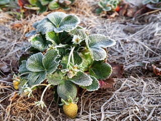 Prečo mráz ničí vašu