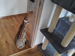 Veterinárni inšpektori v ŠOKU: