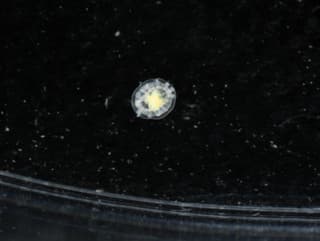 Turritopsis dohrnii
