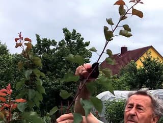 Poznáte Šittov rez? Urobte