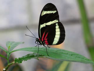 Heliconius hewitsoni