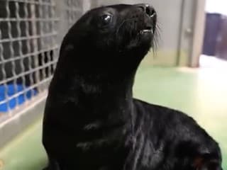 V Pražskej zoo sa