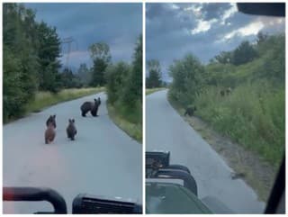 Naozaj naháňate autom medvedicu?!