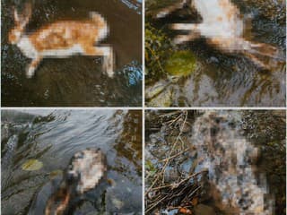 Veterinárni inšpektori riešia OTRASNÝ