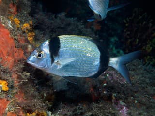 Pražma pruhovaná (Diplodus vulgaris)