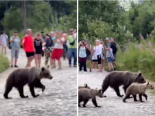 Nebezpečenstvo v Tatrách: Medvedica
