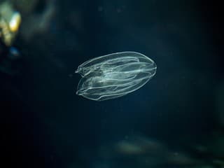 Rebrovka americká (Mnemiopsis leidyi)