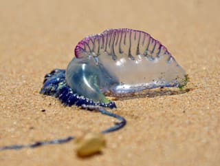 Fyzália (Physalia physalis)
