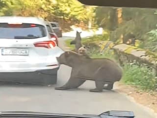 Medvedica zaútočila na automobil.