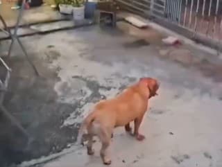 Pitbul Giant zabil svoju