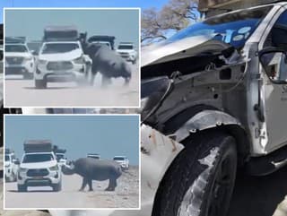 Nosorožec zaútočil na auto