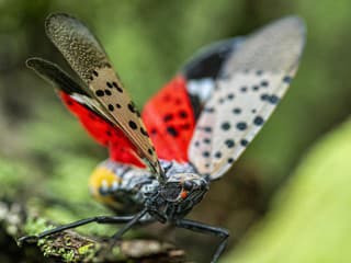 Lycorma delicatula