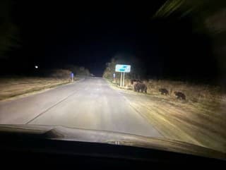 Polícia upozorňuje pred medvedicou: