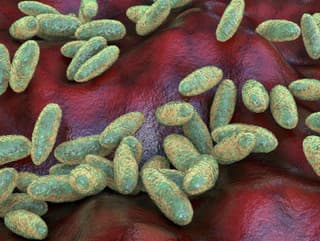 Baktérie Yersinia pestis