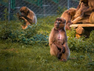 Zoo v hlavnom meste