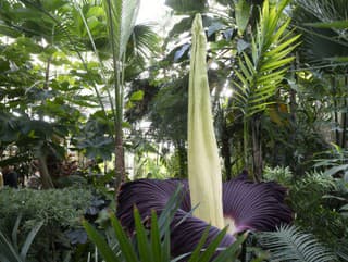 Raritný zmijovec obrovský (Amorphophallus