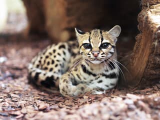 Ostravská zoo hlási vzácny