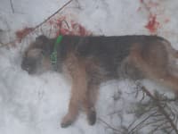 Vlk usmrtil psa neďaleko