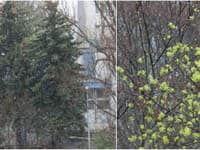 Rozkvitnutú Bratislavu prekvapil koncom marca sneženie.