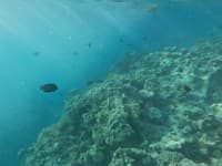 Podmorský život v Červenom mori