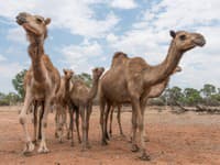Miesto, kam sa BOJA ísť aj ťavy: V srdci Sahary vykopali stovky kostier a odhalili ZAKÁZANÚ HISTÓRIU!